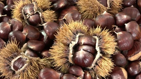 Sweet chestnut with calybium rotates on table, Castanea sativa fall food Stock Footage 82147257