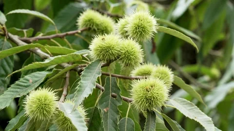 Sweet chestnut (Castanea sativa) tree branch Stock Footage 341386137