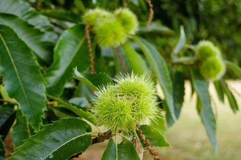 Sweet Chestnut close up Stock Photos