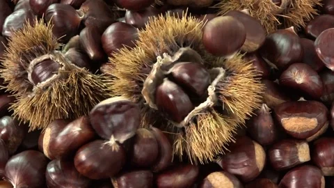 Sweet chestnut falling on rotating table, Castanea sativa fall food Stock Footage 82145256