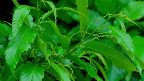 Sweet chestnut Stock Footage 313622051