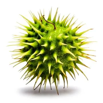 Sweet chestnut Foto stock
