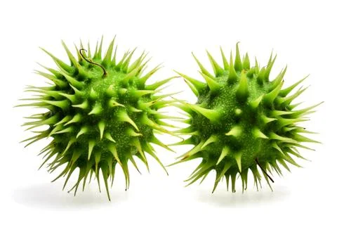 Sweet chestnut Stock Photos