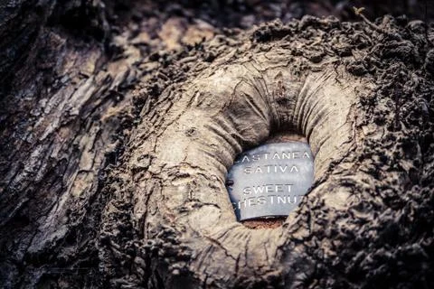 Sweet chestnut Stock Photos