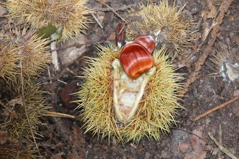 Sweet chestnut seed in case Stock Photos