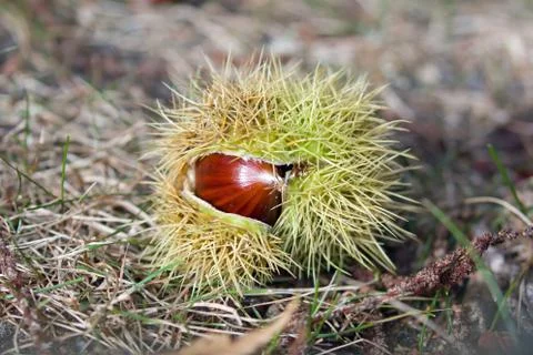 Sweet Chestnut in Shell Stock Photos