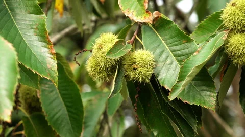 Sweet chestnut tree branch (Castanea sativa) Stock Footage 347640586