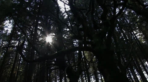 Sweet chestnut tree Video stock 23252963