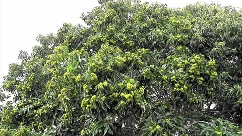 A Sweet Chestnut tree growing in a small English village Stock Footage 250209855