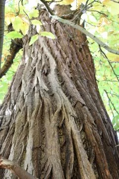 Sweet chestnut tree Stock Photos