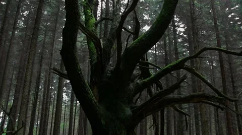 Sweet chestnut tree in sitka spruce forest Stock Footage 11272807