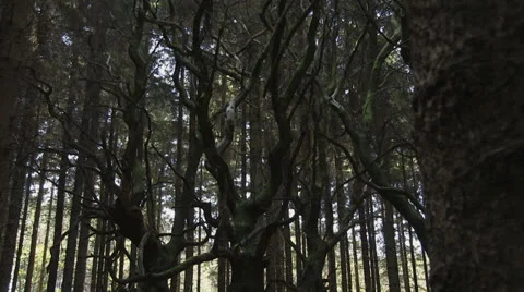 Sweet chestnut trees Video stock 23257162