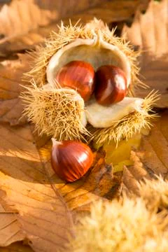 Sweet chestnuts on a leafy background Stock Photos