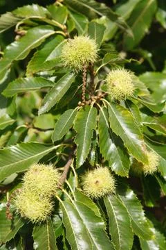 Sweet chestnuts Stock Photos