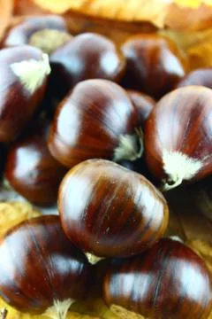 Sweet chestnuts Stock Photos