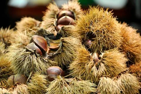 Sweet chestnuts Stock Photos