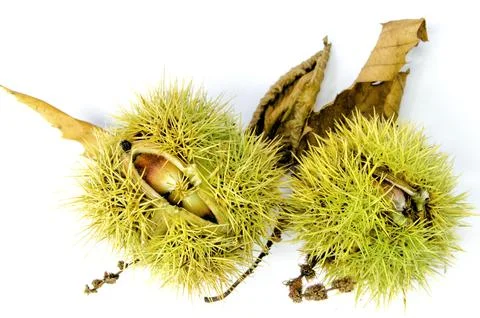 Sweet chestnuts Stock Photos