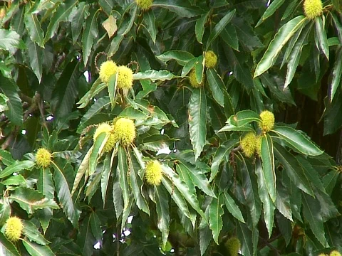 Sweet Chestnuts swinging in the wind 库存影片 117036552