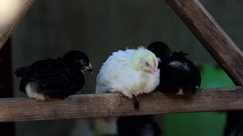 Sweet chicks sleeping on the board Stock Footage 140858694