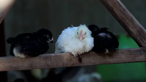 Sweet chicks sleeping on the board Stock Footage 140860315