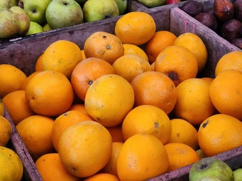 Sweet citrus arranged inside plastic crate. Stock Photos