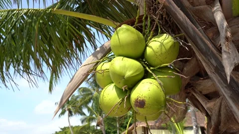 Sweet coconuts on the palm tree in the daylight. Stock Footage 219508663