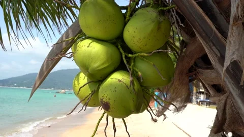 Sweet coconuts on the palm tree in the daylight. Paradise view  Stock Footage 224237304