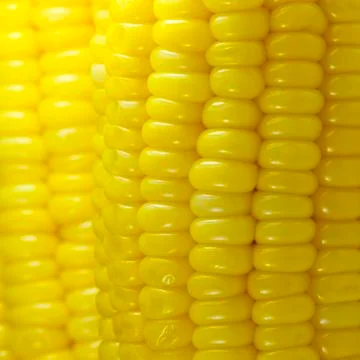 Sweet corn background Stock Photos