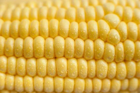 Sweet corn background. Stock Photos