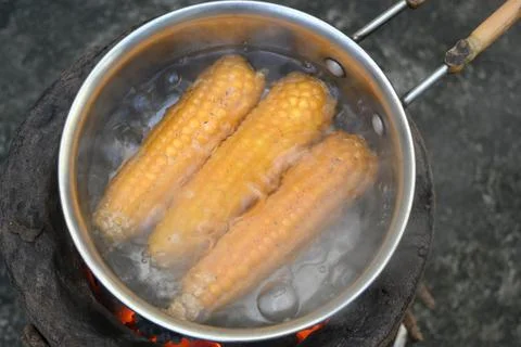 Sweet corn is being boiled. Stock Photos