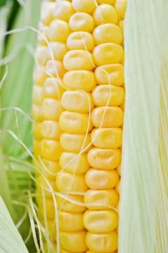 Sweet corn closeup 写真素材