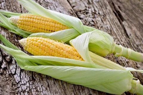 Sweet corn closeup 写真素材