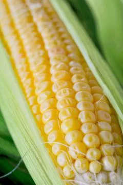 Sweet corn closeup 写真素材