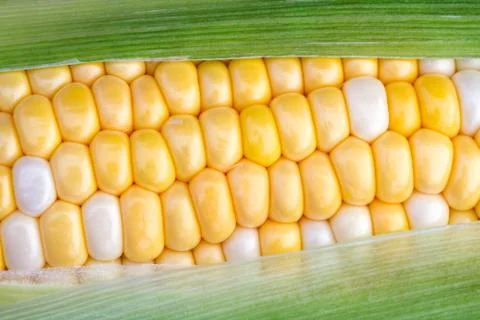 Sweet Corn on the Cob Stock Photos