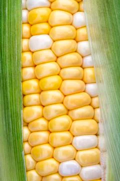 Sweet Corn on the Cob Stock Photos