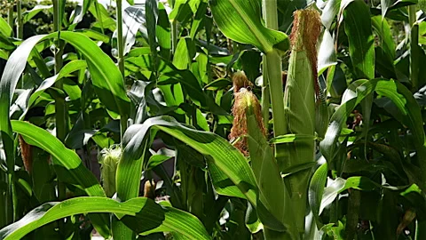 Sweet Corn Cobs ripening Stock Footage 150737291