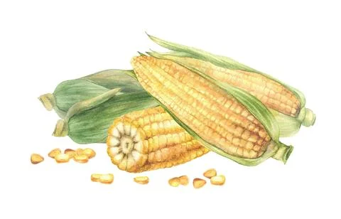 Sweet Corn composition. Yellow cut and whole maize cob, kernel of corn Stock Illustration