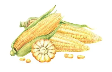 Sweet Corn composition. Yellow cut and whole maize cob, kernel of corn Stock Illustration