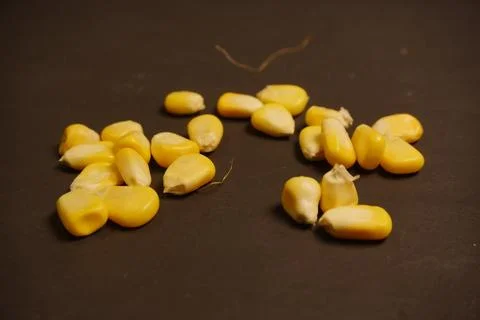 Sweet Corn : Corn kernels are small maize fruits containing a hard shell Stock Photos