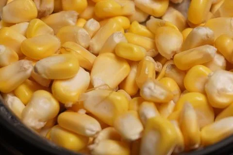 Sweet Corn : Corn kernels are small maize fruits containing a hard shell Stock Photos
