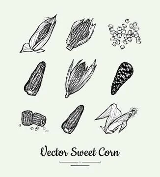 Sweet corn, corncobs, maize isolated groceries vector set for poster, label Stock Illustration