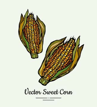 Sweet corn, corncobs, maize isolated groceries vector. Fresh food line hand d Stock Illustration