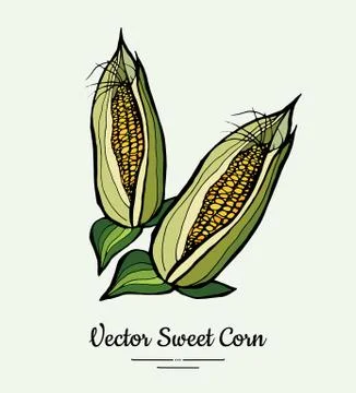 Sweet corn, corncobs, maize isolated groceries vector. Fresh food line hand d Stock Illustration