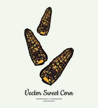 Sweet corn, corncobs, maize isolated groceries vector. Fresh food line hand d Stock Illustration