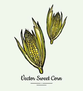 Sweet corn, corncobs, maize isolated groceries vector. Fresh food line hand d Stock Illustration