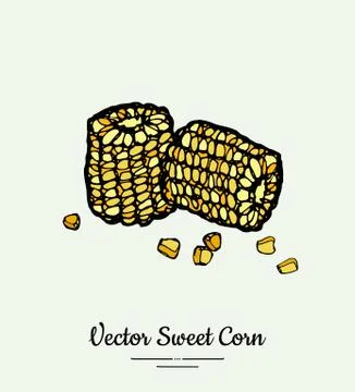 Sweet corn, corncobs, maize isolated groceries vector. Fresh food line hand d Stock Illustration