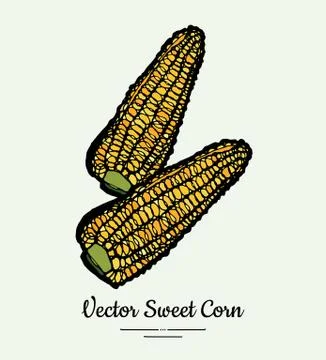Sweet corn, corncobs, maize isolated groceries vector. Fresh food line hand d Stock Illustration
