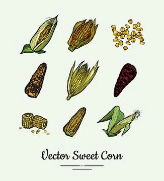 Sweet corn, corncobs, maize isolated groceries vector set. Fresh food line ha Stock Illustration