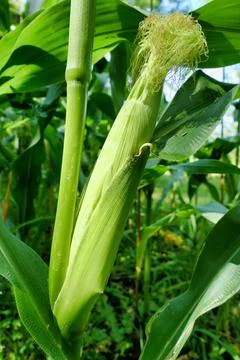 Sweet corn ear. Stock Photos