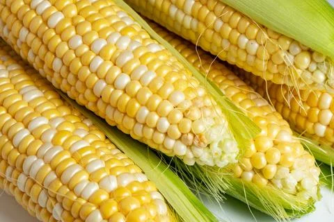 Sweet corn ears background. Close - up photo Stock-Fotos